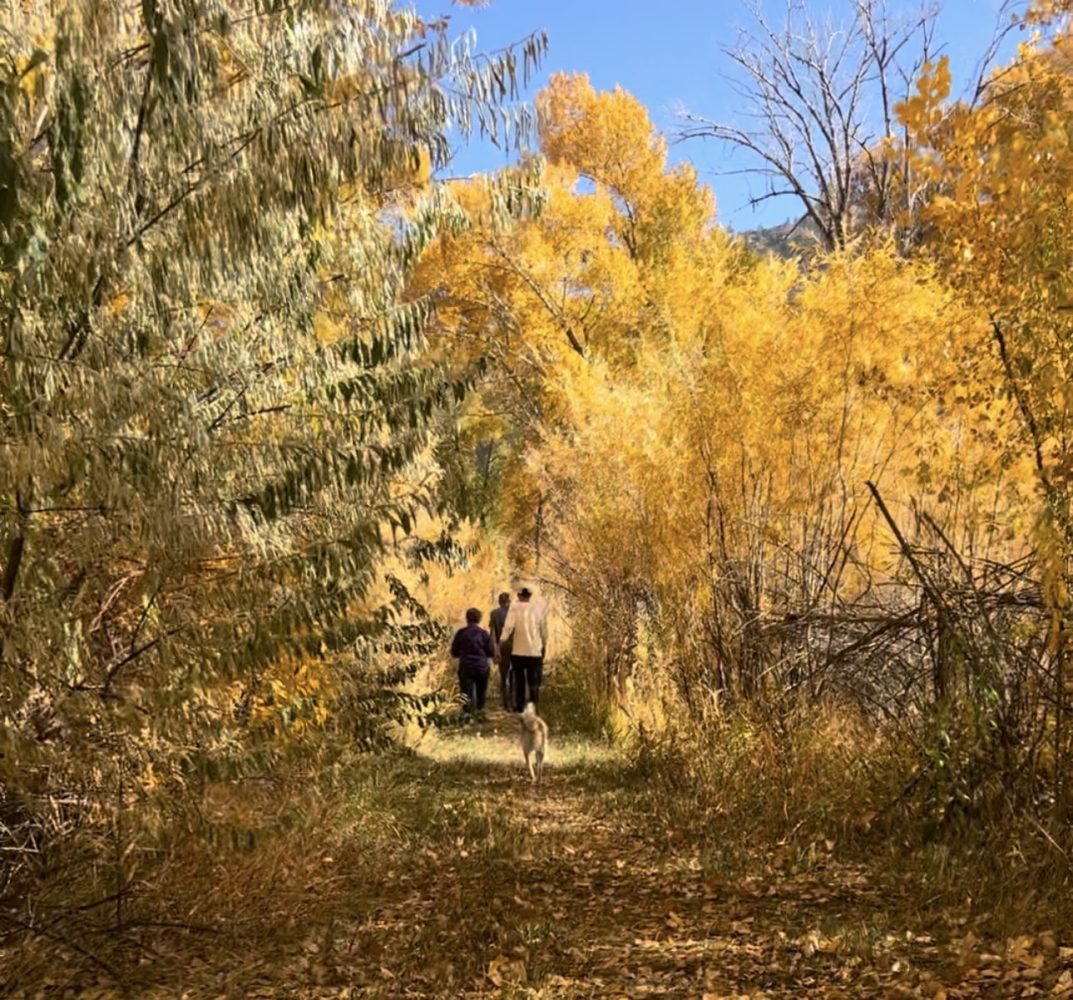 a tree in a forest