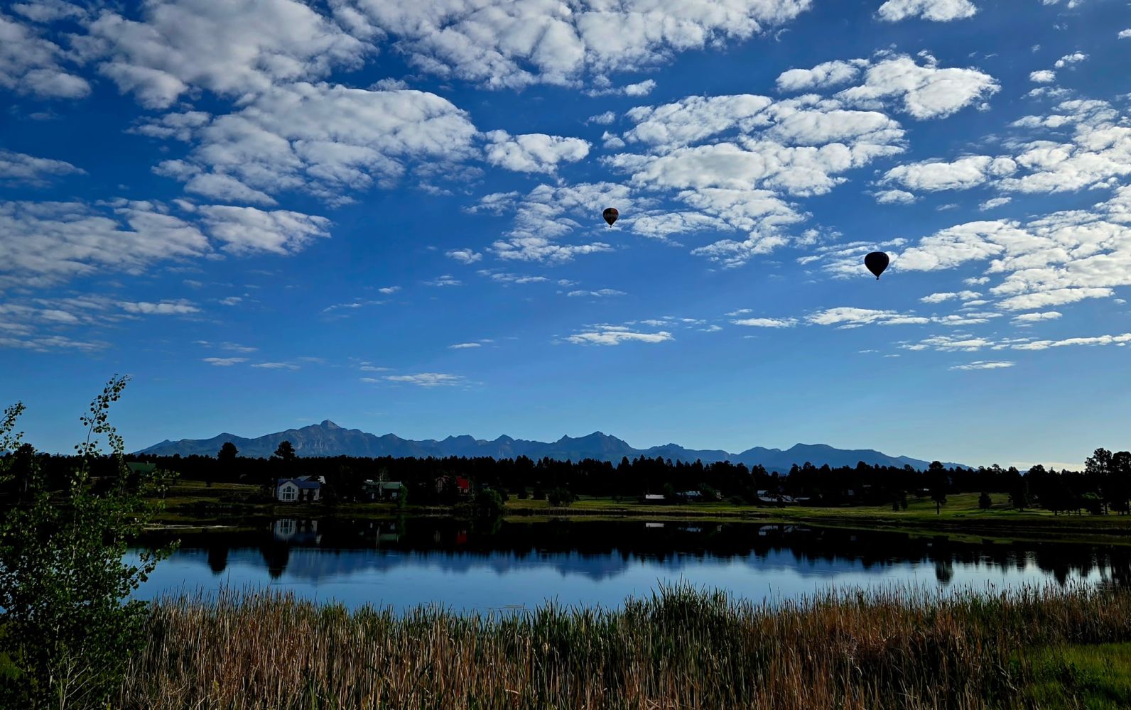 a bird flying over a body of water